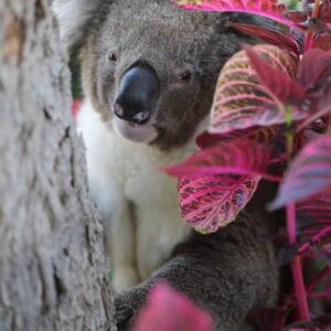 Dharug among the iresine herbstii (Bloodleaf)