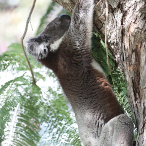 Dharug climbing the Jacaranda