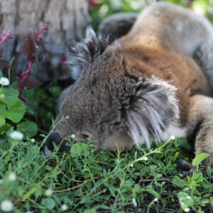 Dharug exhausted in the garden