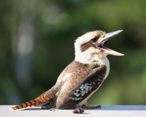 Kookaburra
