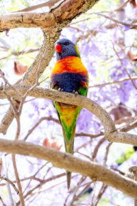 Rainbow Laurakeet